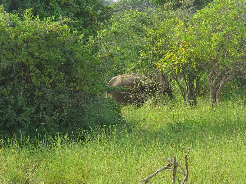 G (96) Elephant - Yala NP.JPG
